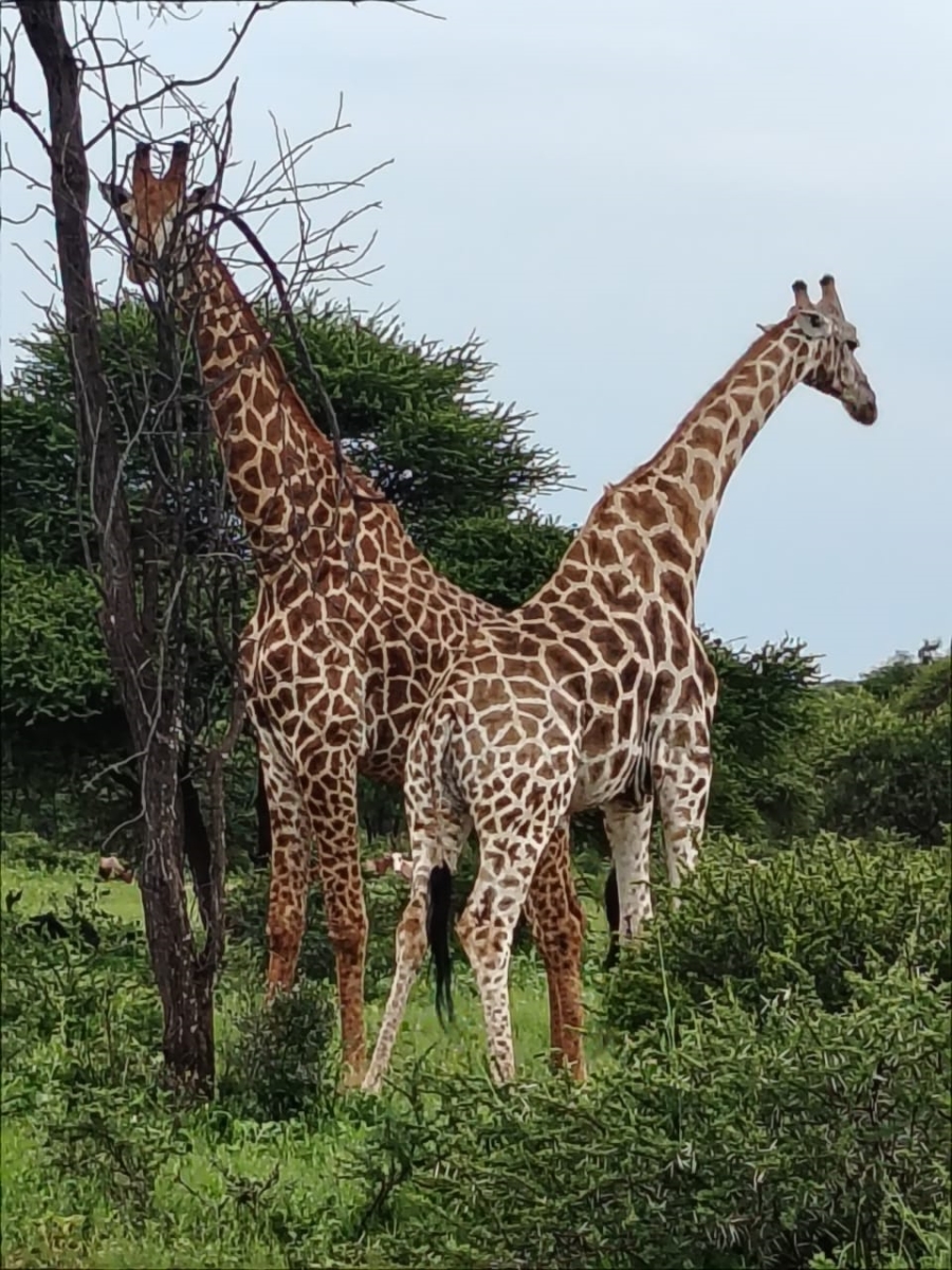 6 Bedroom Property for Sale in Zeerust North West